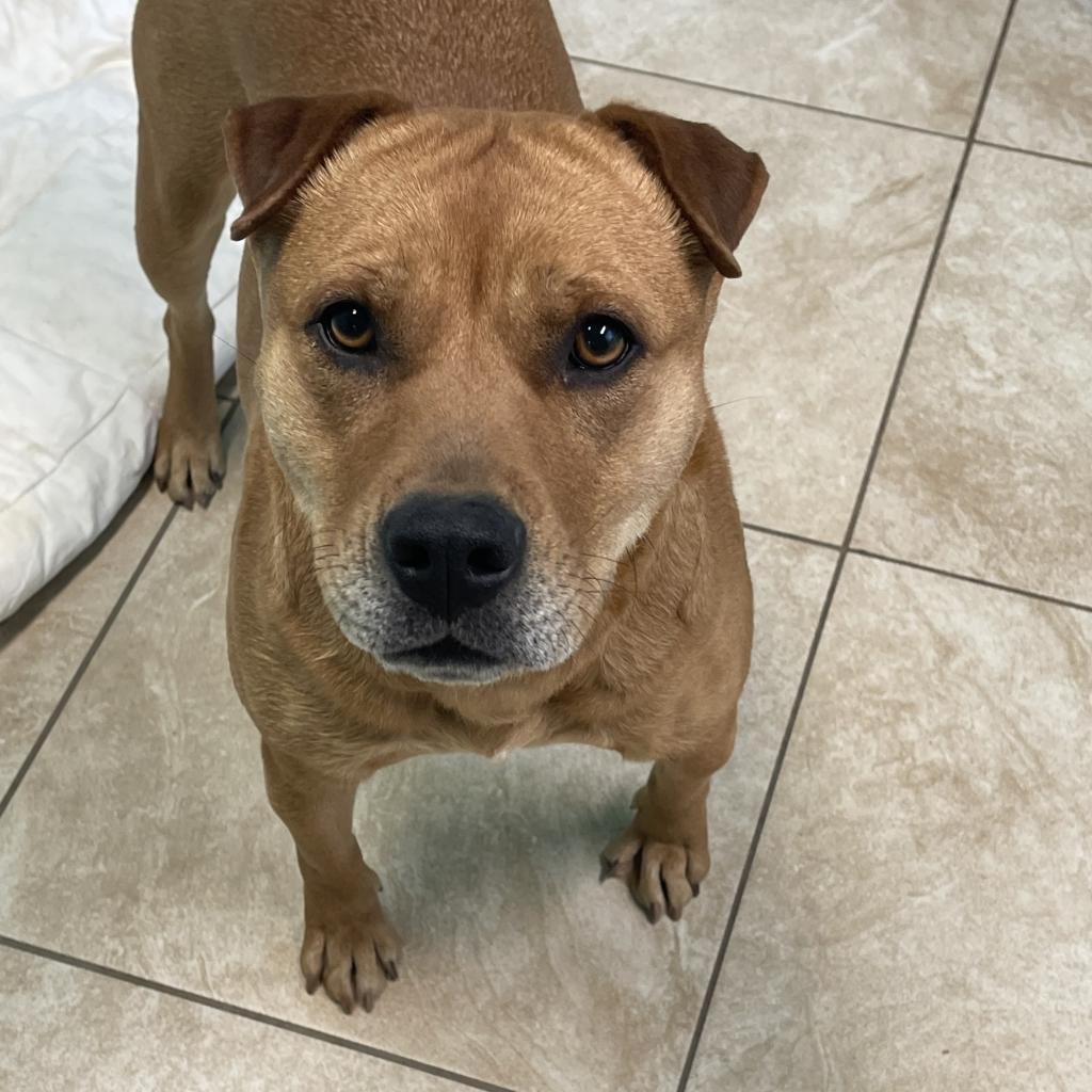 Molly, an adoptable Shar-Pei in Little Rock, AR, 72223 | Photo Image 4