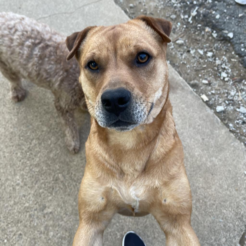 Molly, an adoptable Shar-Pei in Little Rock, AR, 72223 | Photo Image 5