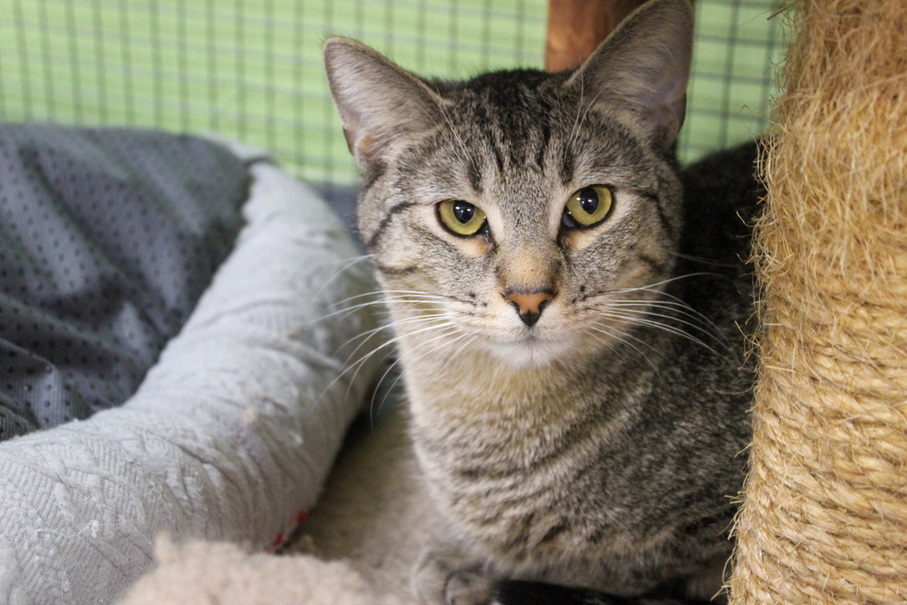 Barnes, an adoptable Domestic Short Hair in Muskegon, MI, 49442 | Photo Image 1