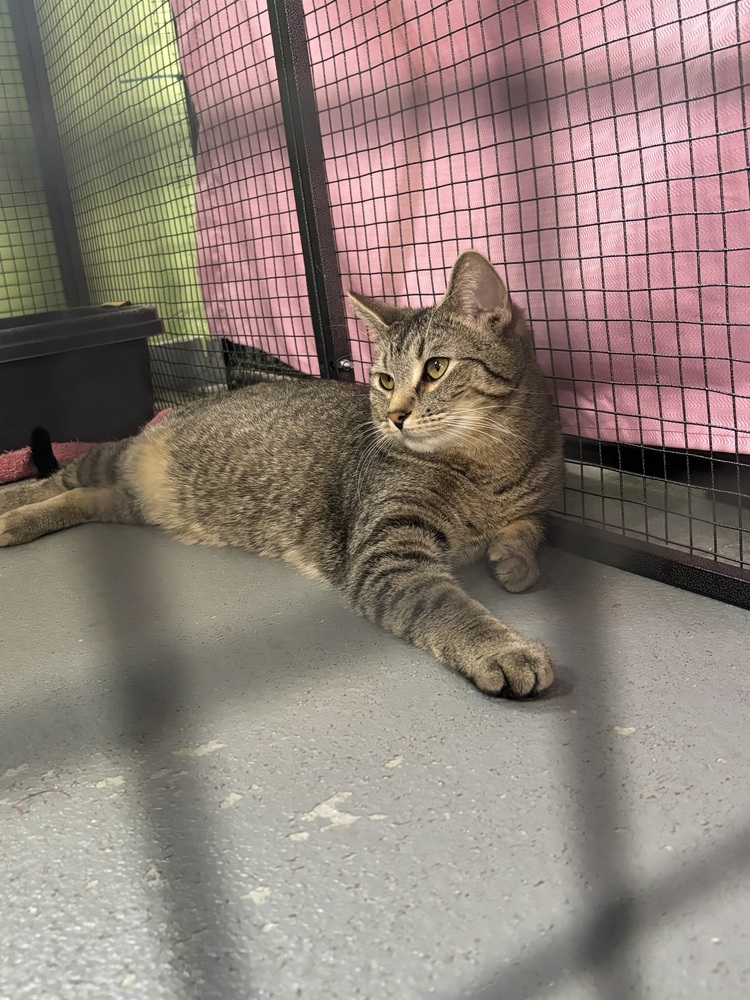 Barnes, an adoptable Domestic Short Hair in Muskegon, MI, 49442 | Photo Image 2