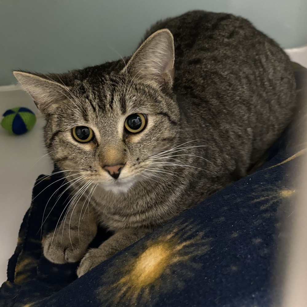 Barnes, an adoptable Domestic Short Hair in Muskegon, MI, 49442 | Photo Image 3