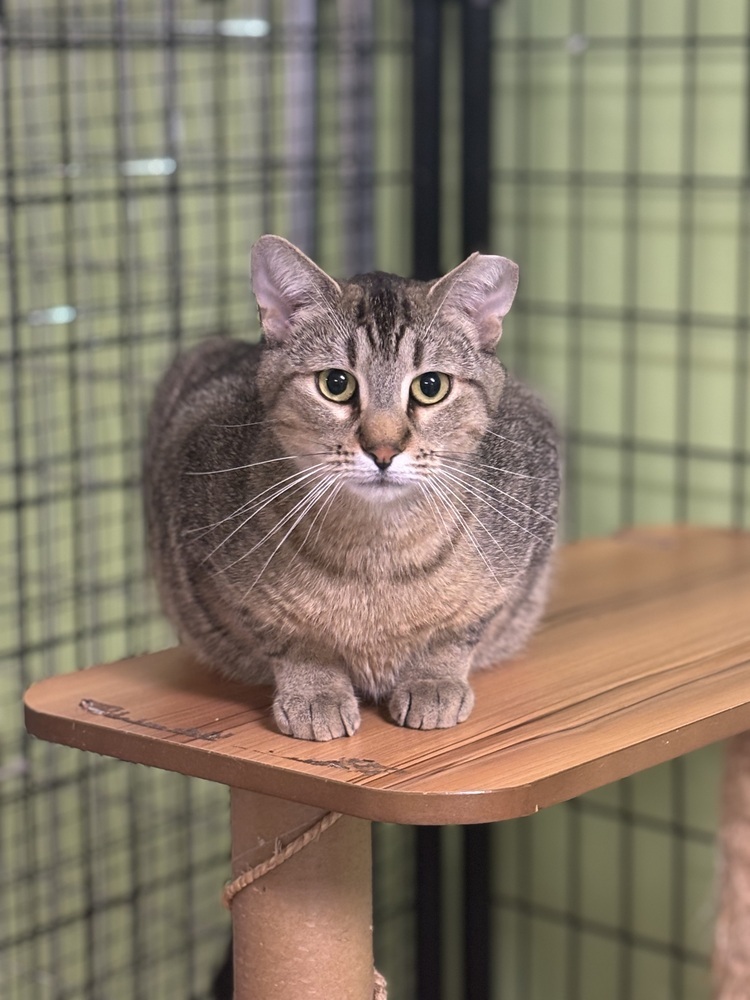 Noble, an adoptable Domestic Short Hair in Muskegon, MI, 49442 | Photo Image 1