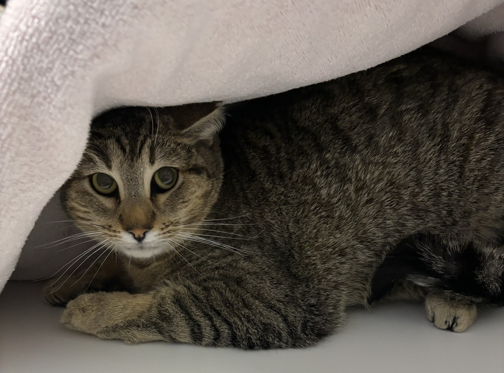 Noble, an adoptable Domestic Short Hair in Muskegon, MI, 49442 | Photo Image 2