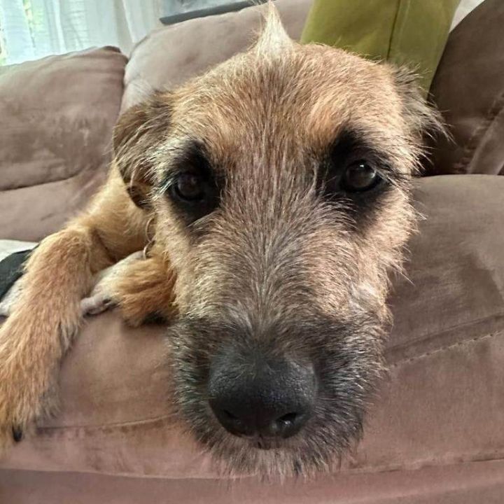 Border terrier best sale cairn mix