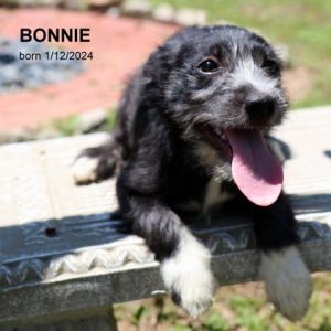 Bonnie-9019