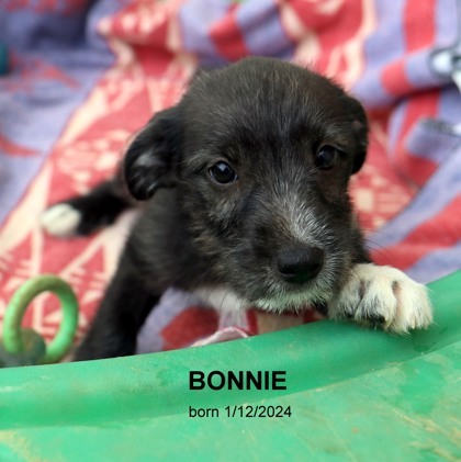 Bonnie-9019 3