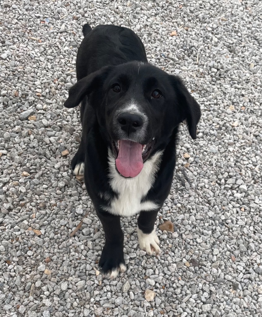 Archie