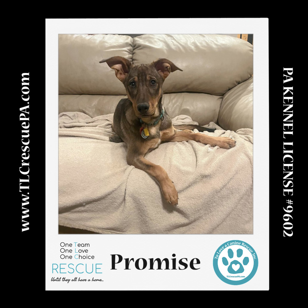 Promise (The Police Pups) 030224