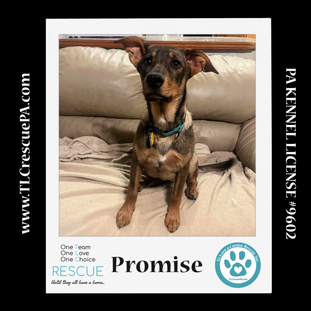 Promise (The Police Pups) 030224