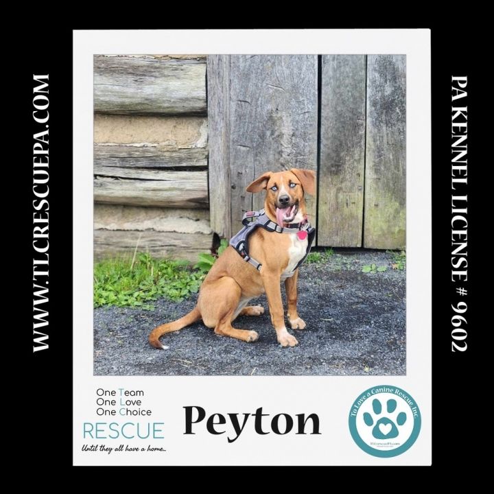 Peyton (The Police Pups) 030224 1