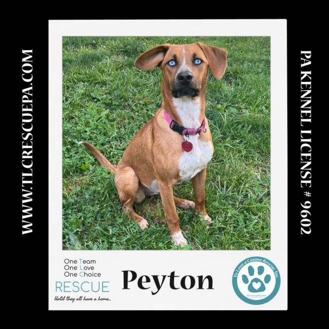 Peyton (The Police Pups) 030224