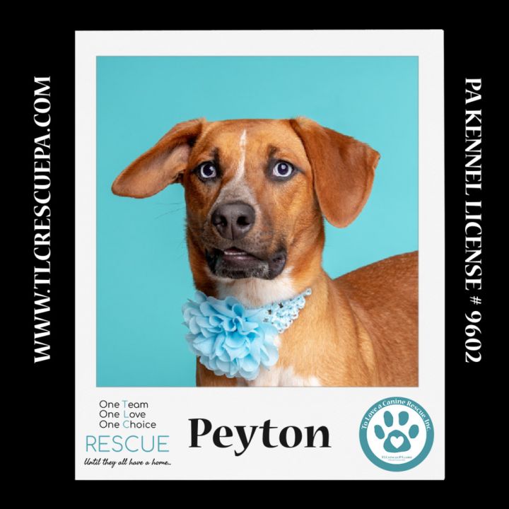Peyton (The Police Pups) 030224 2