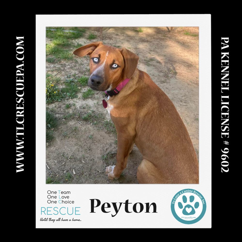 Peyton (The Police Pups) 030224