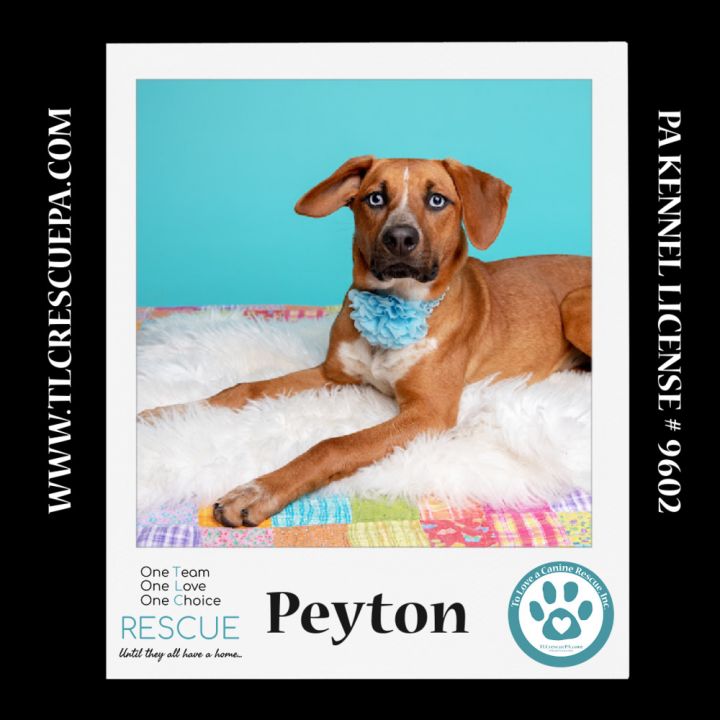Peyton (The Police Pups) 030224 4