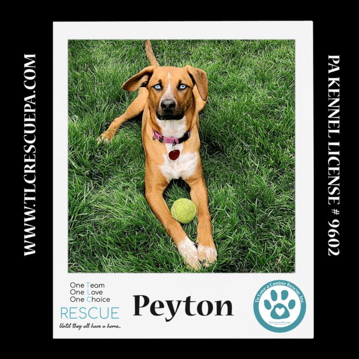 Peyton (The Police Pups) 030224 5