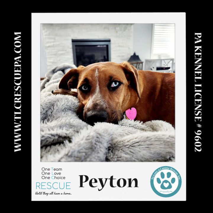 Peyton (The Police Pups) 030224 6