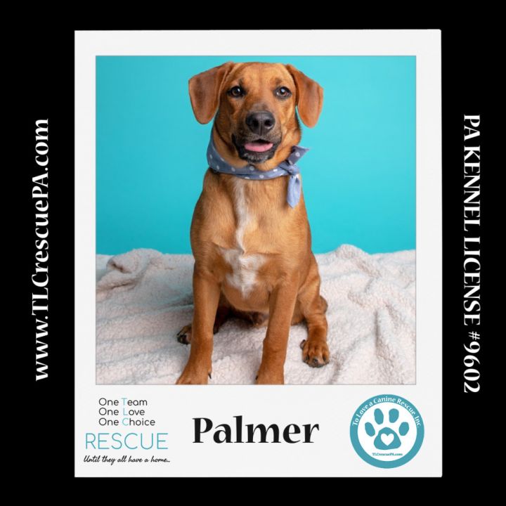 Palmer (The Police Pups) 030224 1