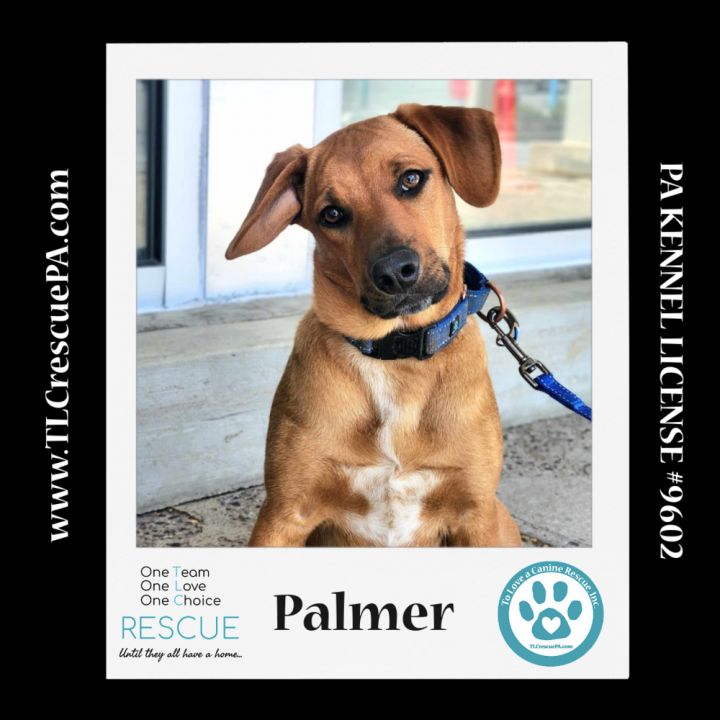 Palmer (The Police Pups) 030224 2
