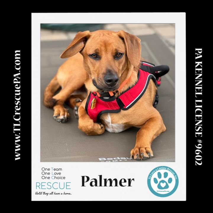 Palmer (The Police Pups) 030224 2