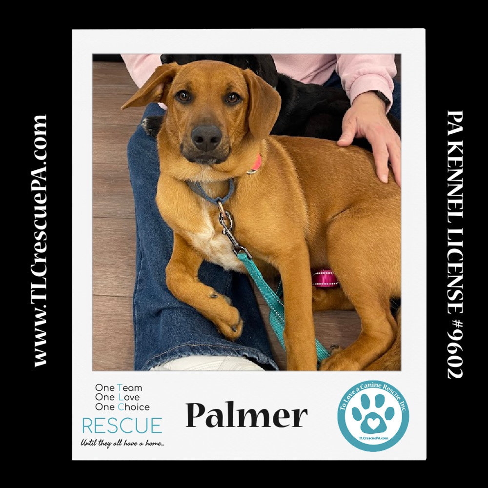 Palmer (The Police Pups) 030224