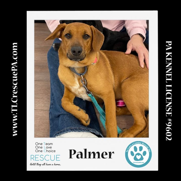 Palmer (The Police Pups) 030224 3