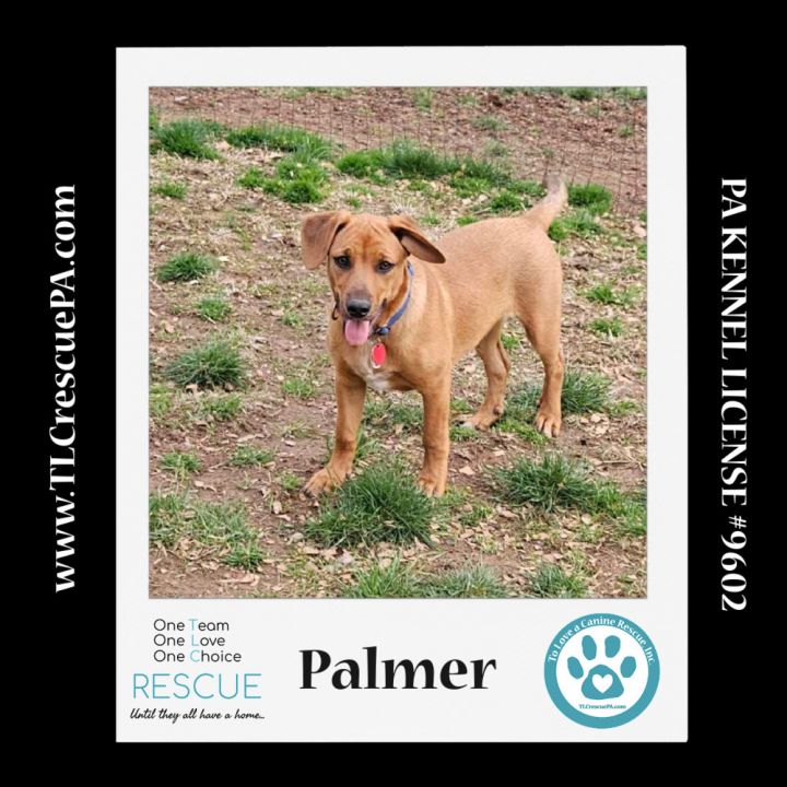 Palmer (The Police Pups) 030224 4