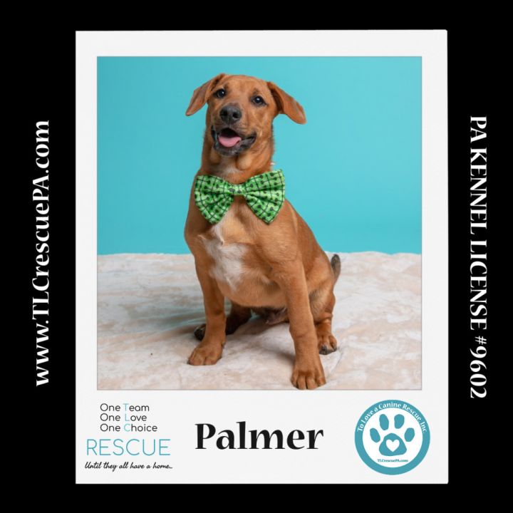 Palmer (The Police Pups) 030224 5