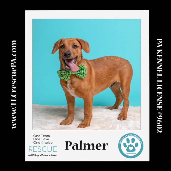 Palmer (The Police Pups) 030224 6