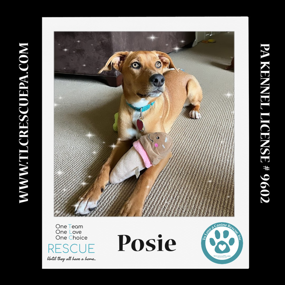 Posie (The Police Pups) 030224