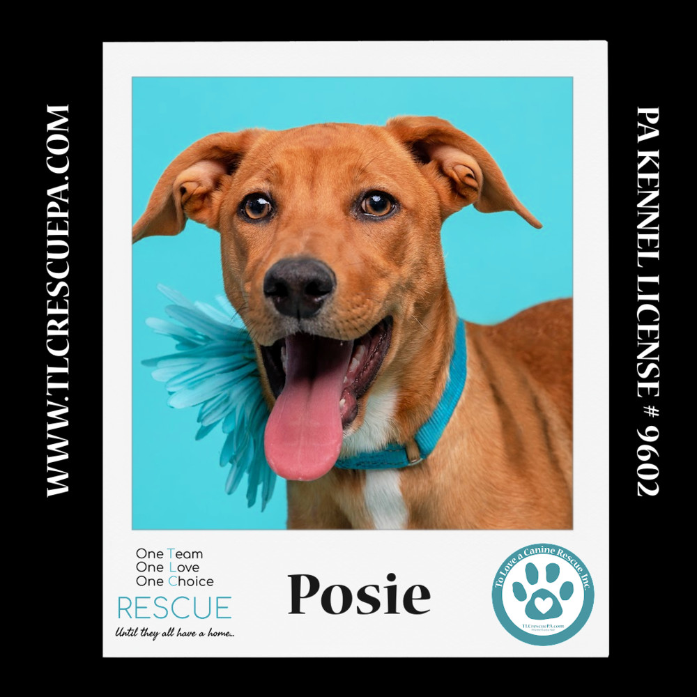 Posie (The Police Pups) 030224