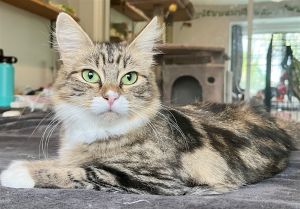 Mimi Domestic Medium Hair Cat