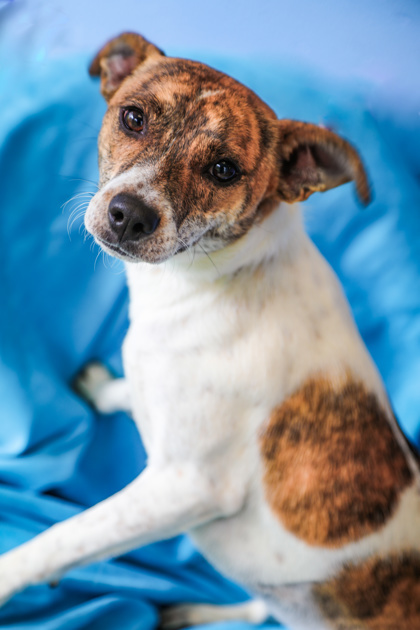 Dog for adoption Peanut a Parson Russell Terrier Mix in Dothan