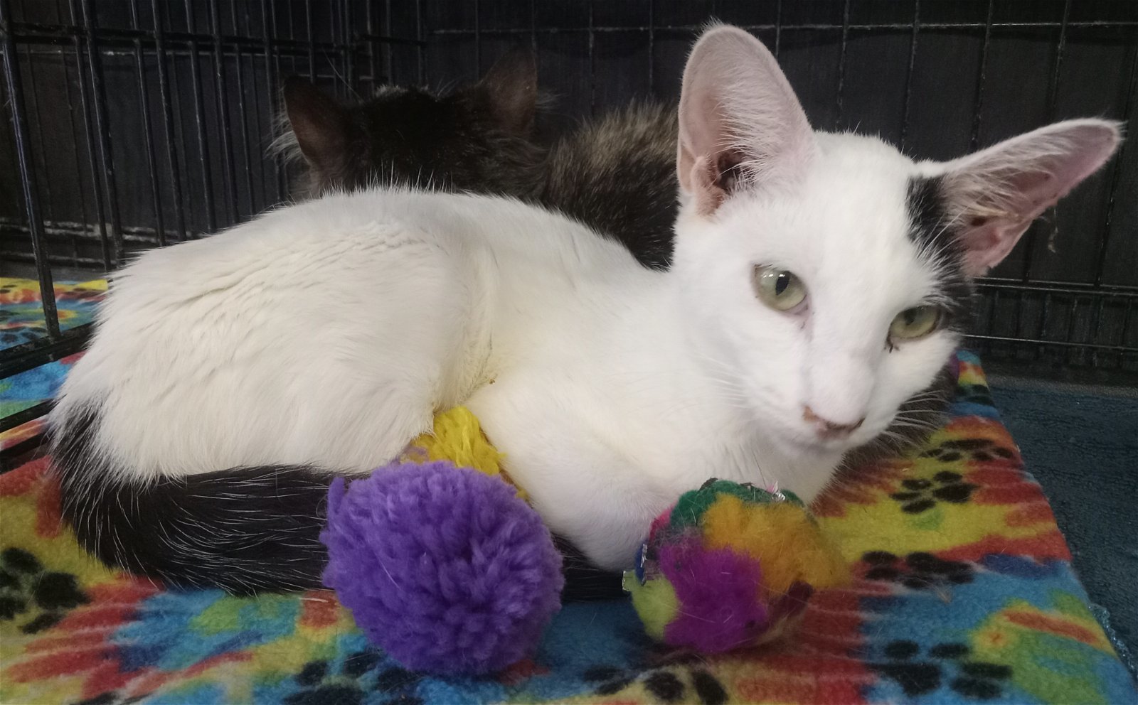 Leopold, an adoptable Domestic Short Hair in Phoenix, AZ, 85086 | Photo Image 1