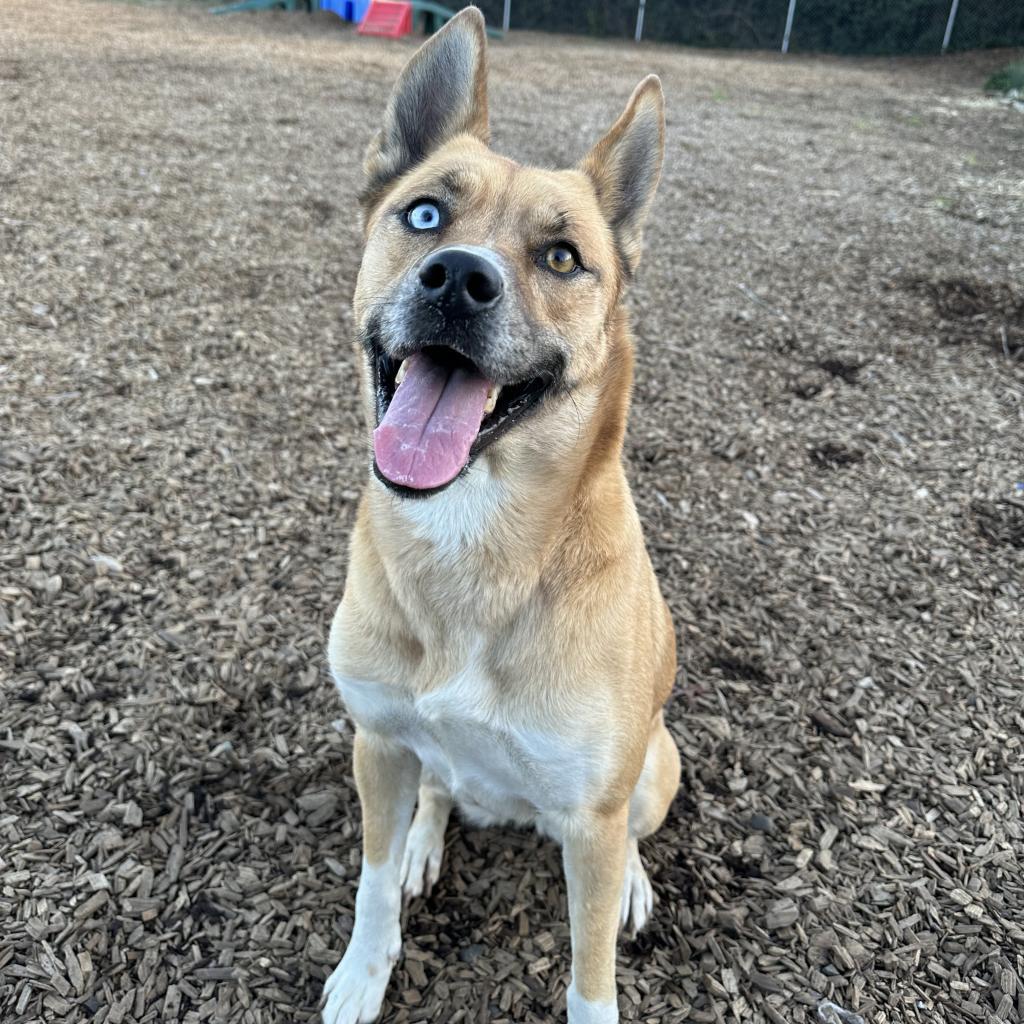 Harlo, an adoptable Shepherd in Rohnert Park, CA, 94928 | Photo Image 1