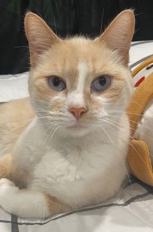 Zoe, Adult Male unknown