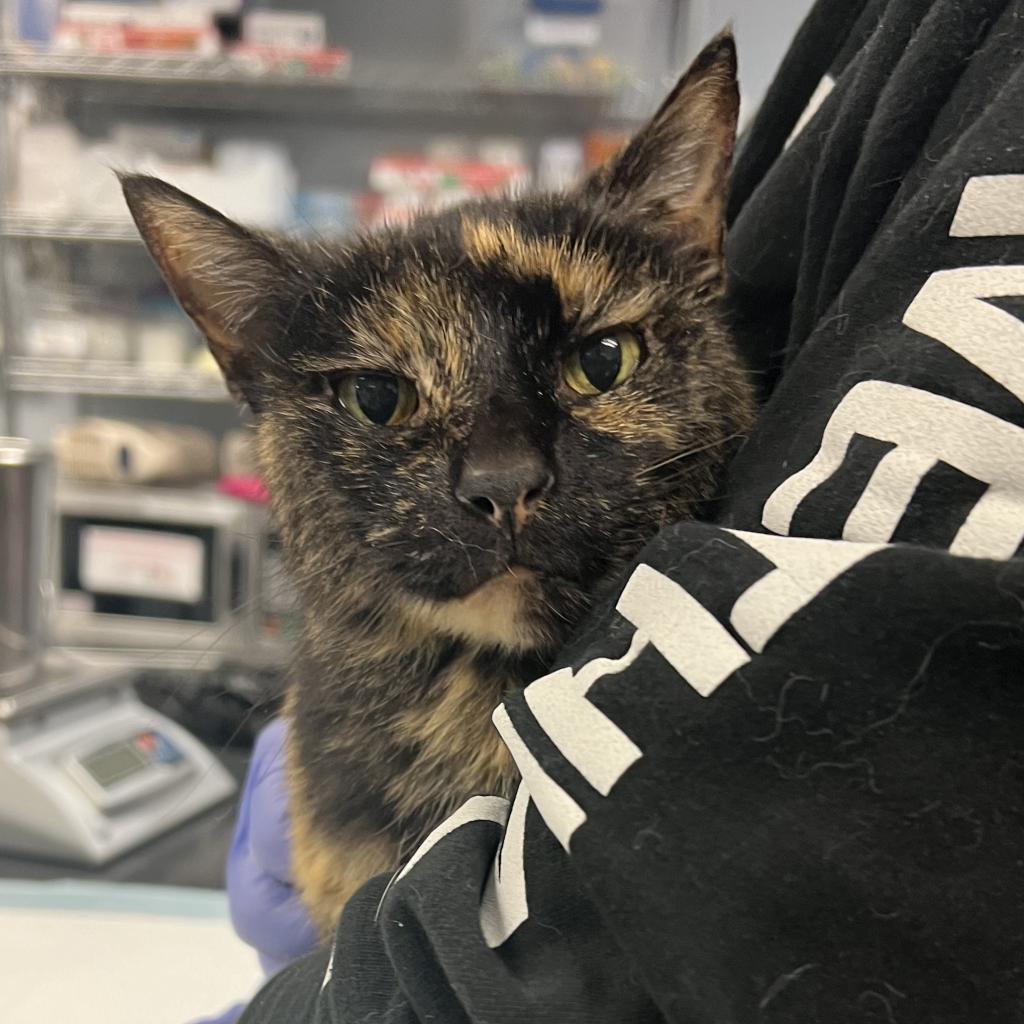 Ariel, an adoptable Domestic Short Hair in Salt Lake City, UT, 84106 | Photo Image 1