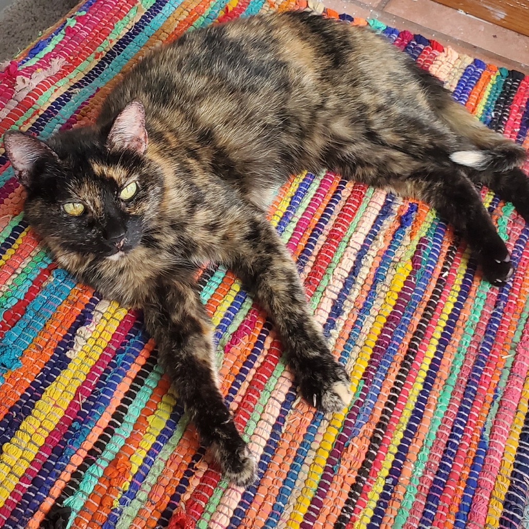 Ariel, an adoptable Domestic Short Hair in Salt Lake City, UT, 84106 | Photo Image 1