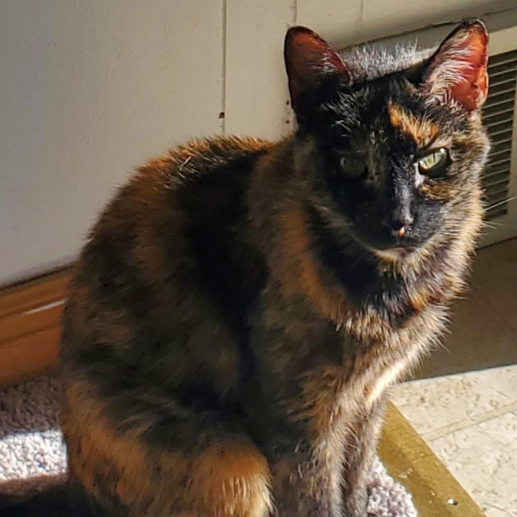 Ariel, an adoptable Domestic Short Hair in Salt Lake City, UT, 84106 | Photo Image 3