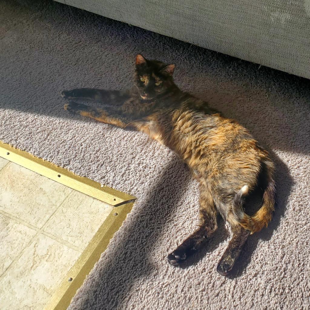 Ariel, an adoptable Domestic Short Hair in Salt Lake City, UT, 84106 | Photo Image 5