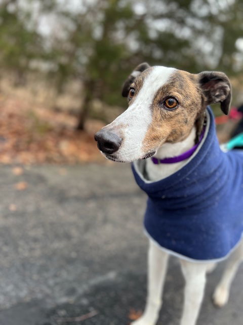 Charlie, an adoptable Greyhound, Hound in Kansas City, MO, 64138 | Photo Image 1