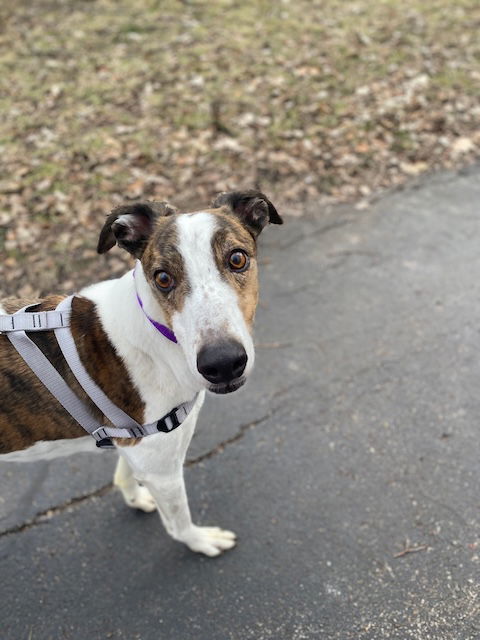 Charlie, an adoptable Greyhound, Hound in Kansas City, MO, 64138 | Photo Image 2