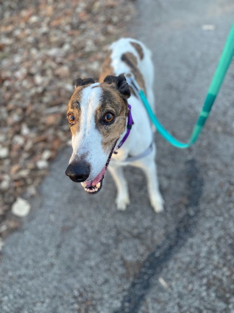 Charlie, an adoptable Greyhound in Kansas City, MO, 64138 | Photo Image 3