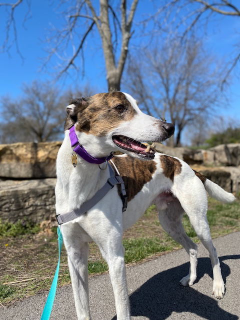 Charlie, an adoptable Greyhound, Hound in Kansas City, MO, 64138 | Photo Image 3