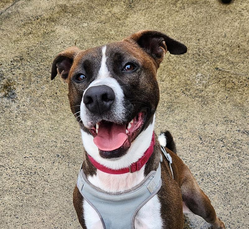 Teddy, an adoptable Pit Bull Terrier, Hound in Warrenton, OR, 97146 | Photo Image 1
