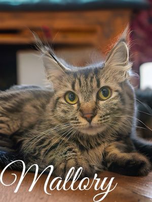 Mallory Domestic Short Hair Cat