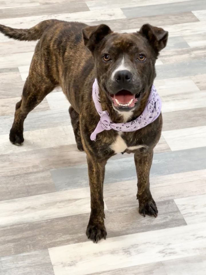 American bulldog store plott hound mix