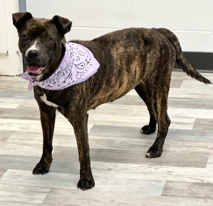 American bulldog store plott hound mix