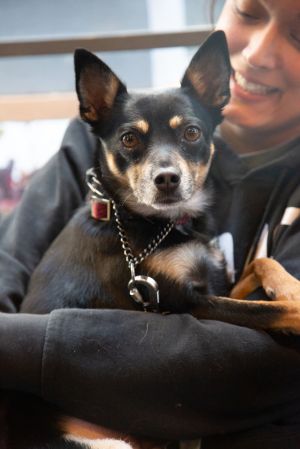 Frankie is available for Foster to Adopt Frankie is a 4-year-old 20-pound male chihuahua  miniatur
