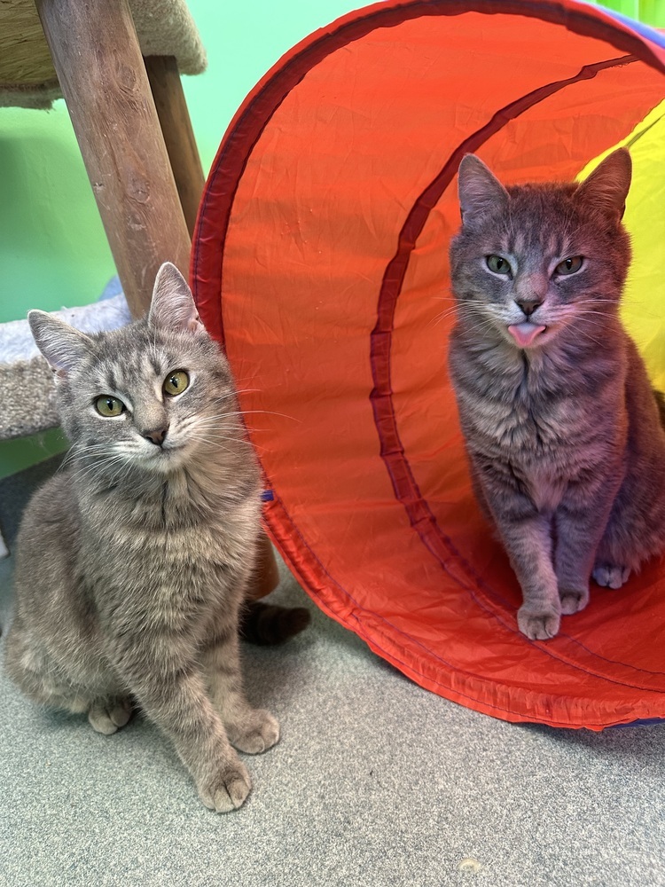 Madera, an adoptable Domestic Short Hair in Trenton, ME, 04605 | Photo Image 1