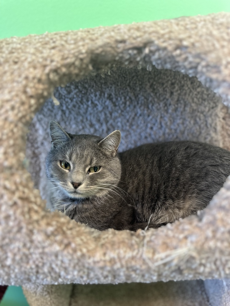 Madera, an adoptable Domestic Short Hair in Trenton, ME, 04605 | Photo Image 1